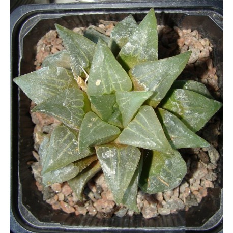 Haworthia mutica nigra