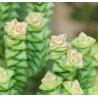 Crassula commutata