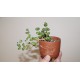 Crassula elegans