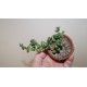 Crassula elegans