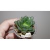 Haworthia Hakuteijo гибрид 1