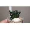 Haworthia Hakuteijo гибрид 3