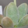 Крассула Crassula tecta клон2 / Галерея
