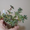 Crassula justi-corderoyi