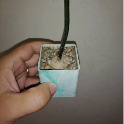 Monadenium invenustum ук черенок