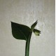 Monadenium invenustum ук черенок