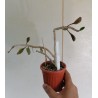 Эуфорбия Euphorbia ambovombensis