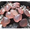 Haworthia maughanii Purple Lens