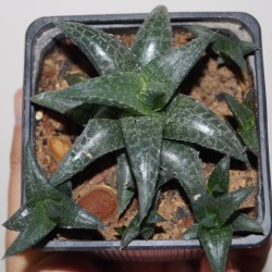 Haworthia tesselata Sutteiheim