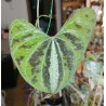 Диоскорея дисколор Dioscorea discolor - Галерея