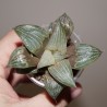 Хавортия Haworthia splendens Love