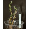 Trichodiadema bulbosum