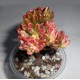 Aeonium sedifolium variegata