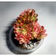 Aeonium sedifolium variegata