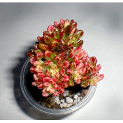 Aeonium sedifolium variegata