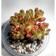 Aeonium sedifolium variegata