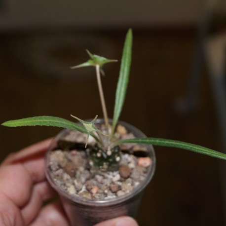 Дорстения Dorstenia lancifolia