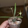 Дорстения Dorstenia lancifolia