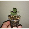 Дорстения Dorstenia hildebrandtii crispum