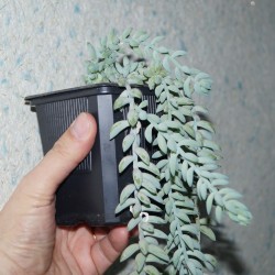 Очиток (Седум) Sedum morganianum