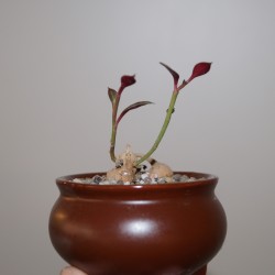Монадениум Monadenium stoloniferum бонсай / Галерея
