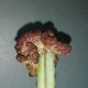 Sulcorebutia rauschii Violetn cristata