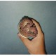 Sulcorebutia rauschii Violetn cristata