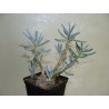 Крестовник Senecio serpens - Галерея