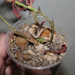 Monadenium (Euphorbia) stoloniferum