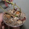 Монадениум Monadenium stoloniferum - Галерея