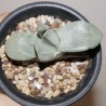 Gasteria Isomatsu