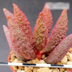 Adromischus marianae herrei Ebony