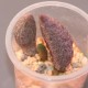 Adromischus marianae herrei Ebony