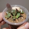 Adromischus alstonii детка
