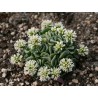 Крассула Crassula Celia - Галерея