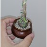 Дорстения Dorstenia hildebrandtii rubra