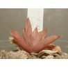 Хавортия Haworthia turgida caespitosa - Галерея