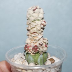 Ariocarpus retusus monstrosa