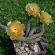 Pterocactus tuberosus