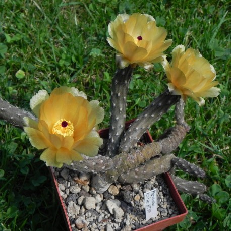 Pterocactus tuberosus
