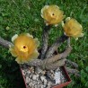 Pterocactus tuberosus