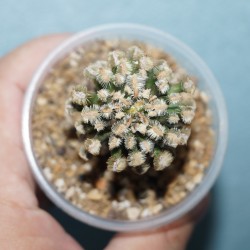 Маммиллярия Mammillaria bertholdii - Галерея