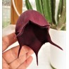 Stapelia leendertziae