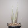 Сейригия Seyrigia humbertii / Галерея