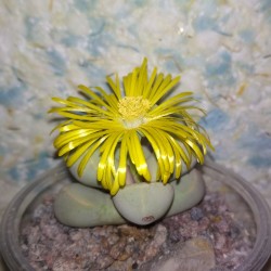 Lapidaria margaretae