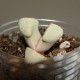 Lapidaria margaretae