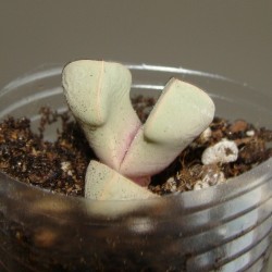 Lapidaria margaretae