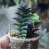 Haworthia viscosa