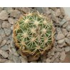 Coryphantha borwigii