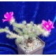 Portulaca eruca